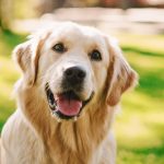 Loyal Golden Retriever Dog Sitting on a Green Backyard Lawn, Looks at Camera. Top Quality Dog Breed Pedigree Specimen Shows it’s Smartness, Cuteness, and Noble Beauty. Colorful Portrait Shot